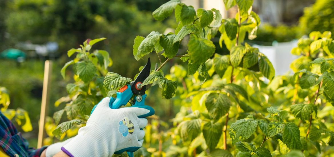 pruning-raspberry-bushes-autumn-garden-work-gloved-NZWP9NS